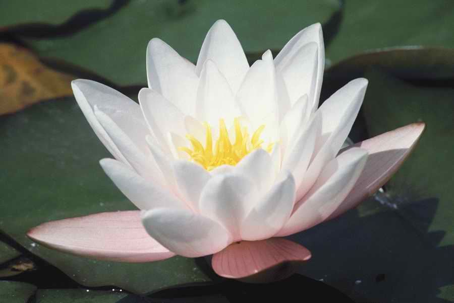 Homes & Gardens - Photodisc ></a>
<script language=JavaScript> 
  var txt = 