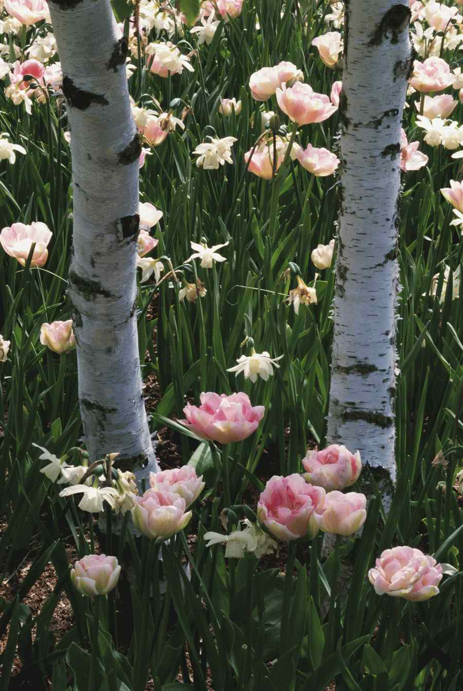 Homes & Gardens - Photodisc ></a>
<script language=JavaScript> 
  var txt = 