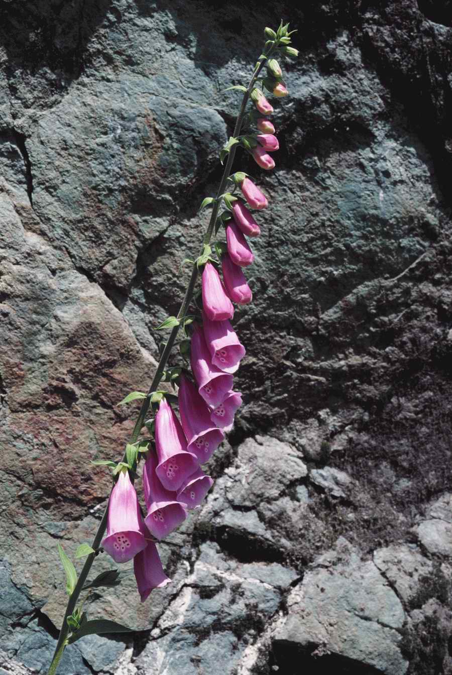 Health & Medicine - Photodisc ></a>
<script language=JavaScript> 
  var txt = 