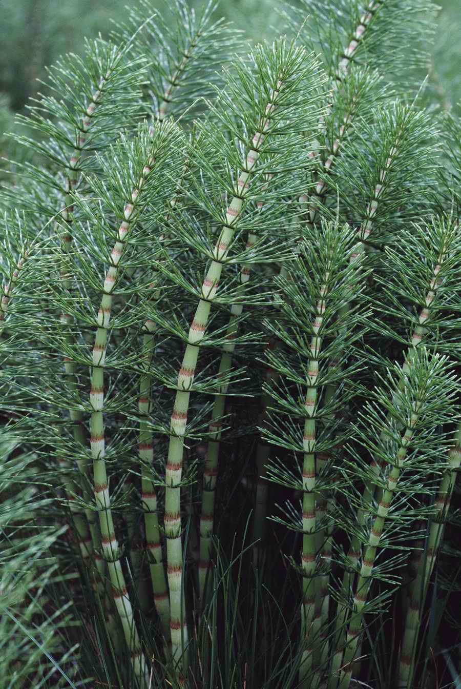 Health & Medicine - Photodisc ></a>
<script language=JavaScript> 
  var txt = 