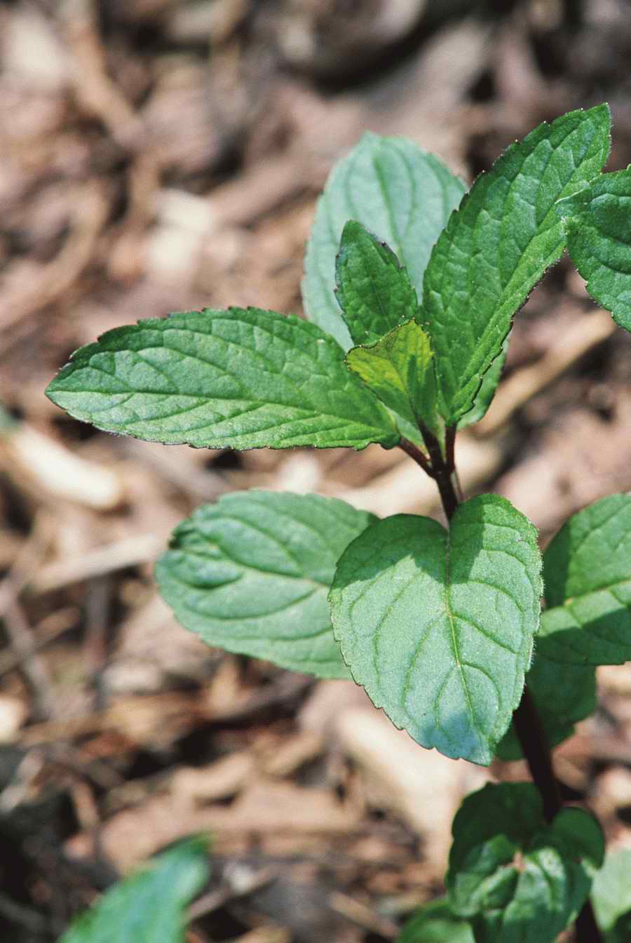 Health & Medicine - Photodisc ></a>
<script language=JavaScript> 
  var txt = 