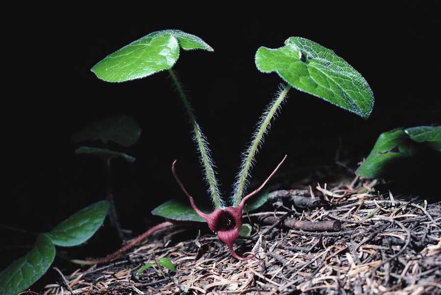 Health & Medicine - Photodisc ></a>
<script language=JavaScript> 
  var txt = 