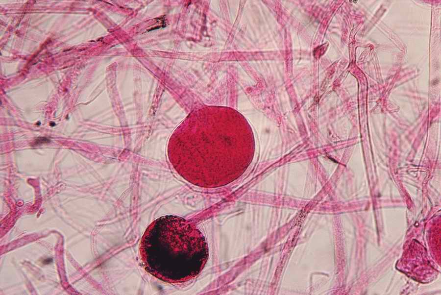 Health & Medicine - Photodisc ></a>
<script language=JavaScript> 
  var txt = 