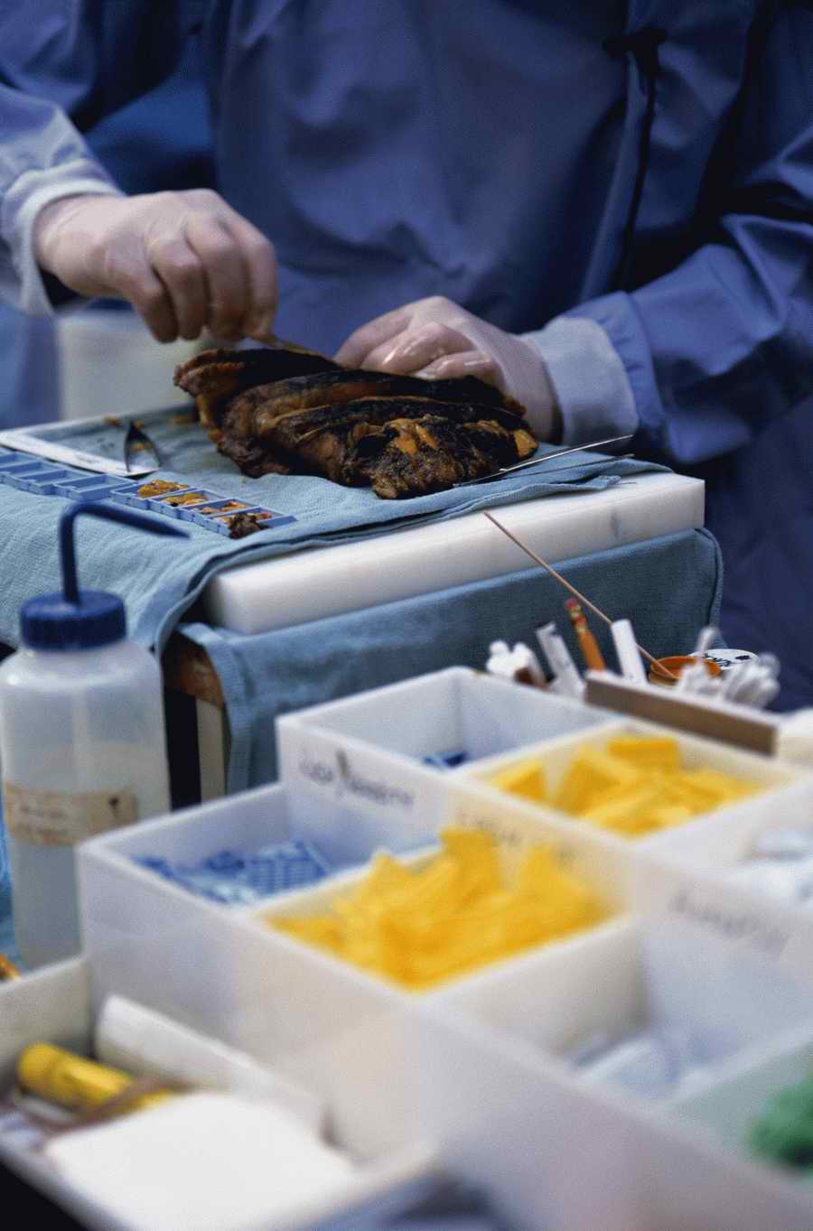 Health & Medicine 2 - Photodisc ></a>
<script language=JavaScript> 
  var txt = 