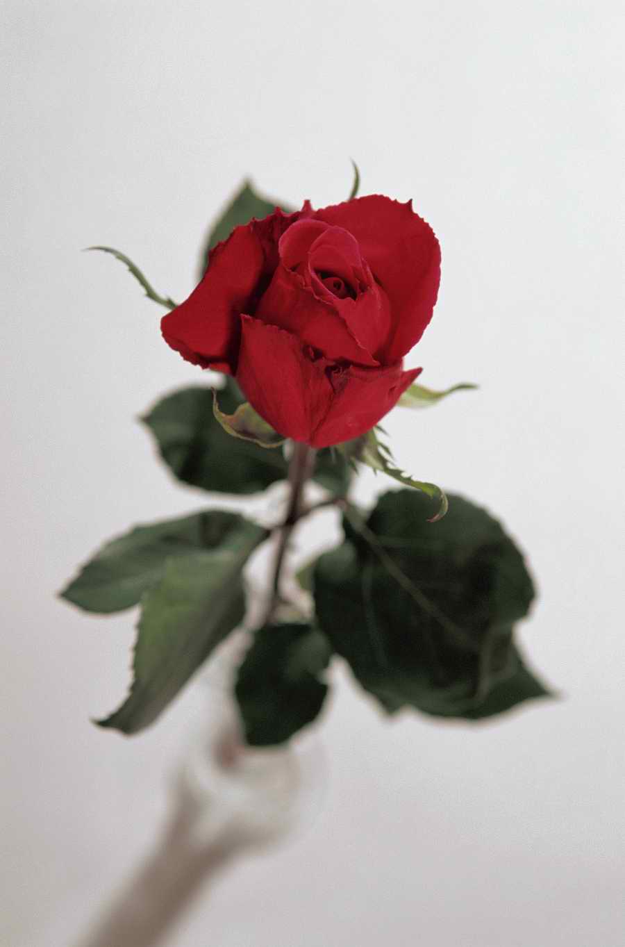 Holidays, Celebrations & Seasons - Photodisc ></a>
<script language=JavaScript> 
  var txt = 