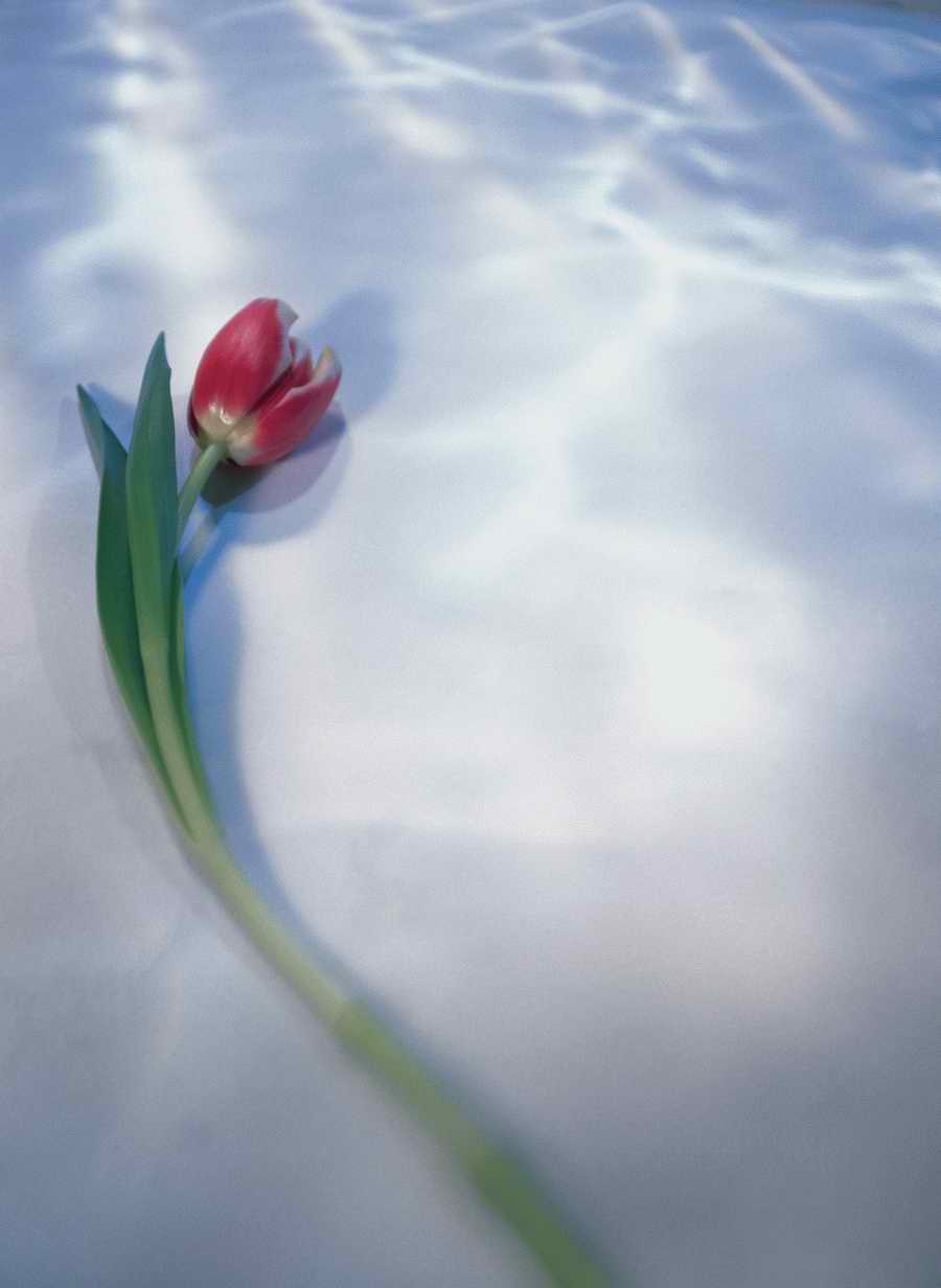 Holidays, Celebrations & Seasons - Photodisc ></a>
<script language=JavaScript> 
  var txt = 