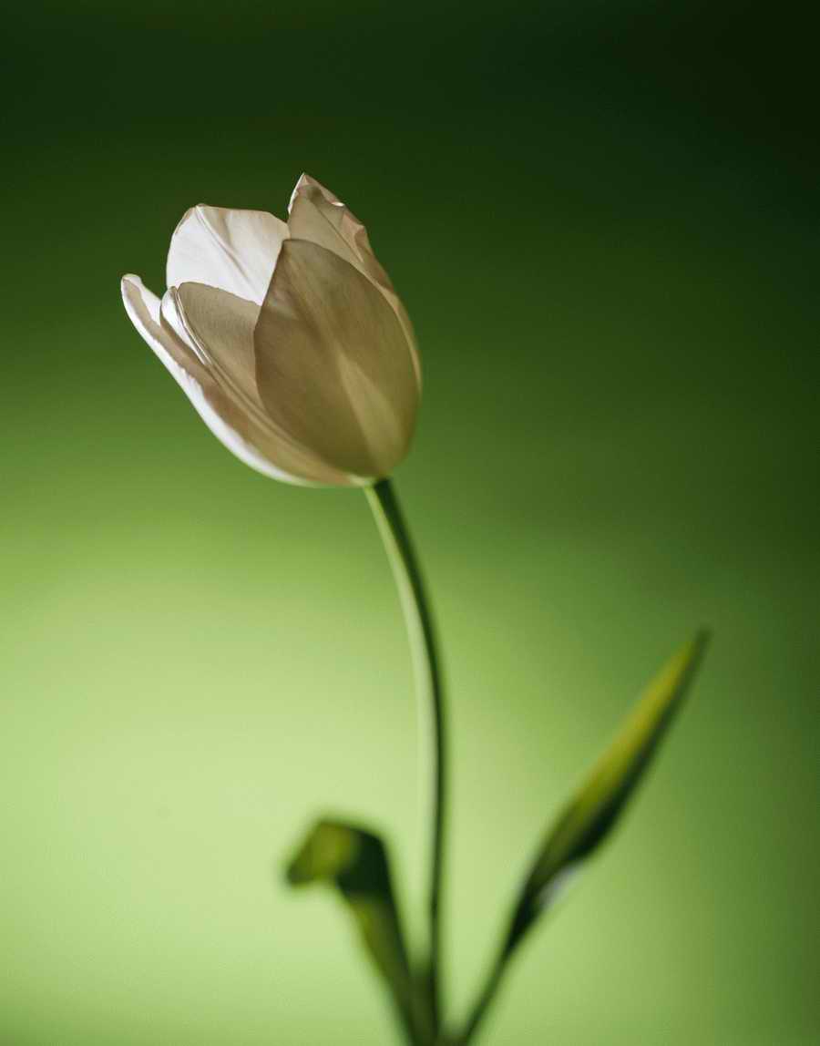 Holidays, Celebrations & Seasons - Photodisc ></a>
<script language=JavaScript> 
  var txt = 