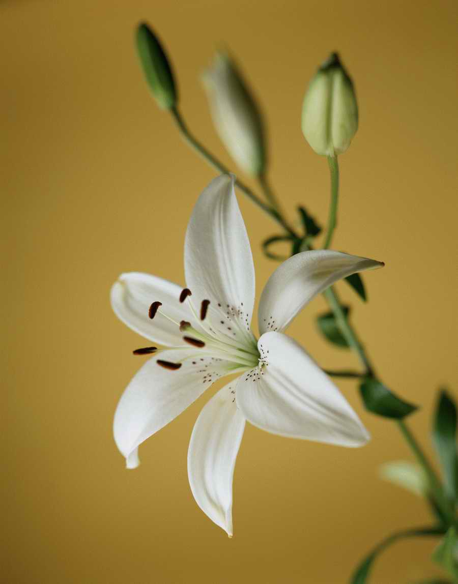 Holidays, Celebrations & Seasons - Photodisc ></a>
<script language=JavaScript> 
  var txt = 