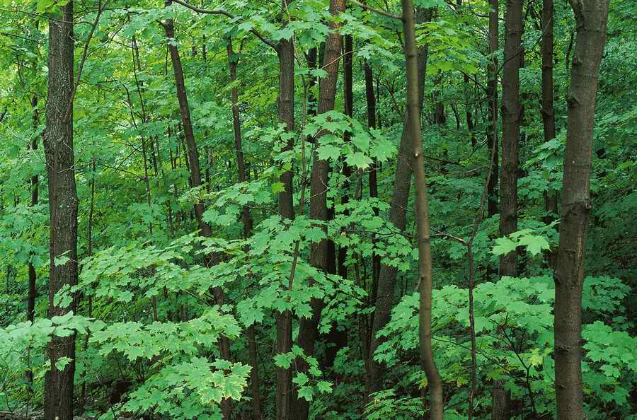 Holidays, Celebrations & Seasons - Photodisc ></a>
<script language=JavaScript> 
  var txt = 