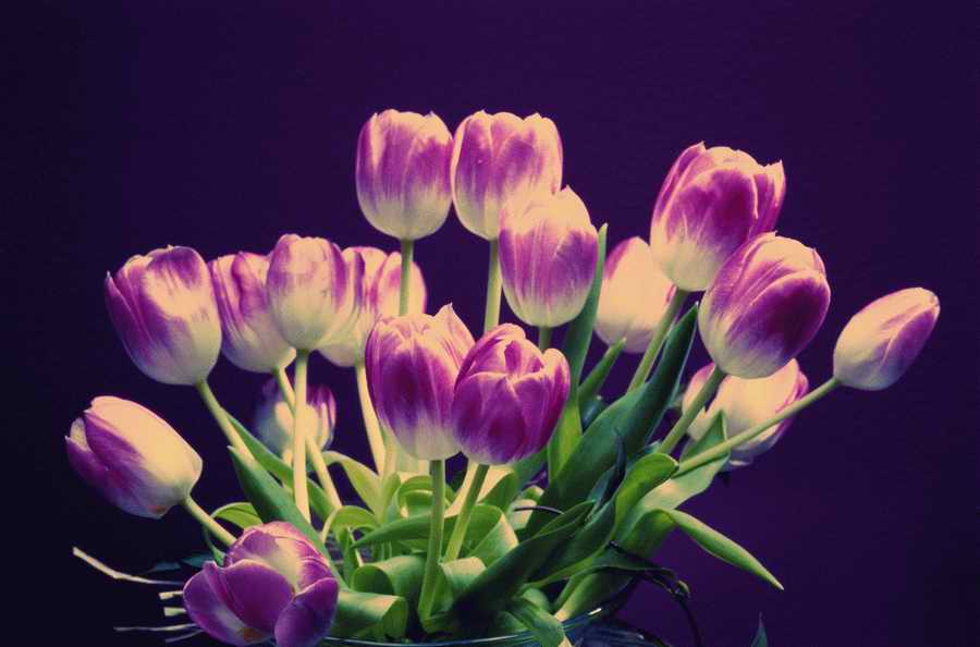 Holidays, Celebrations & Seasons - Photodisc ></a>
<script language=JavaScript> 
  var txt = 