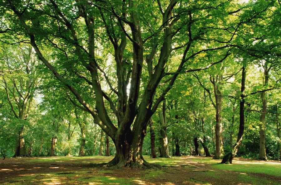 Holidays, Celebrations & Seasons - Photodisc ></a>
<script language=JavaScript> 
  var txt = 