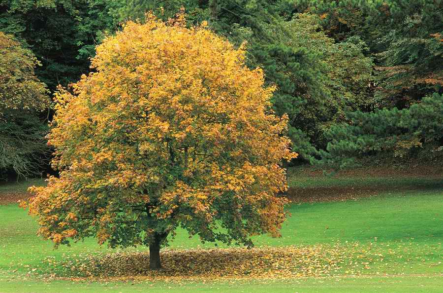 Holidays, Celebrations & Seasons - Photodisc ></a>
<script language=JavaScript> 
  var txt = 