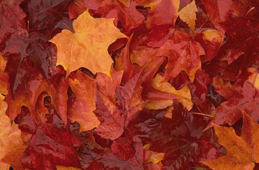 Holidays, Celebrations & Seasons - Photodisc ></a>
<script language=JavaScript> 
  var txt = 