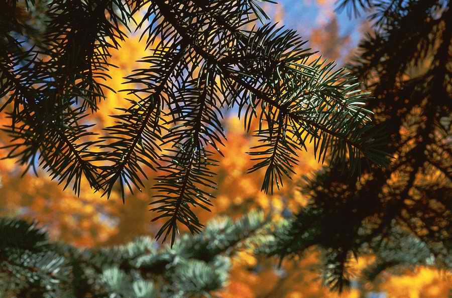 Holidays, Celebrations & Seasons - Photodisc ></a>
<script language=JavaScript> 
  var txt = 