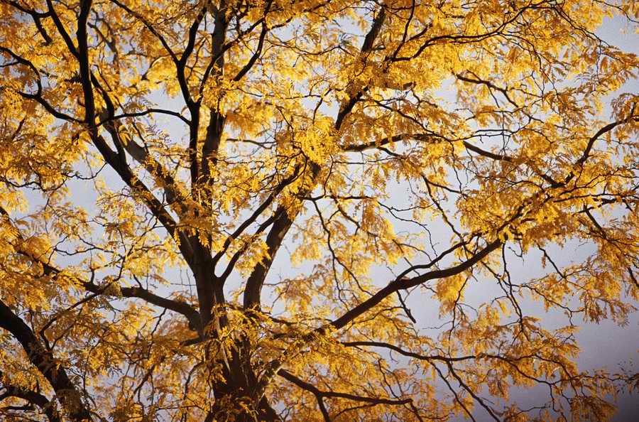 Holidays, Celebrations & Seasons - Photodisc ></a>
<script language=JavaScript> 
  var txt = 