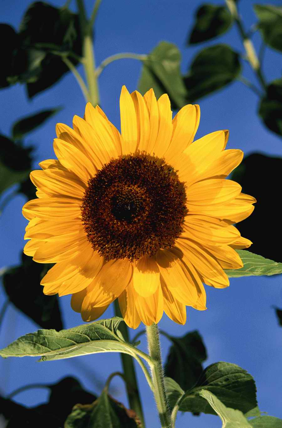 Holidays, Celebrations & Seasons - Photodisc ></a>
<script language=JavaScript> 
  var txt = 