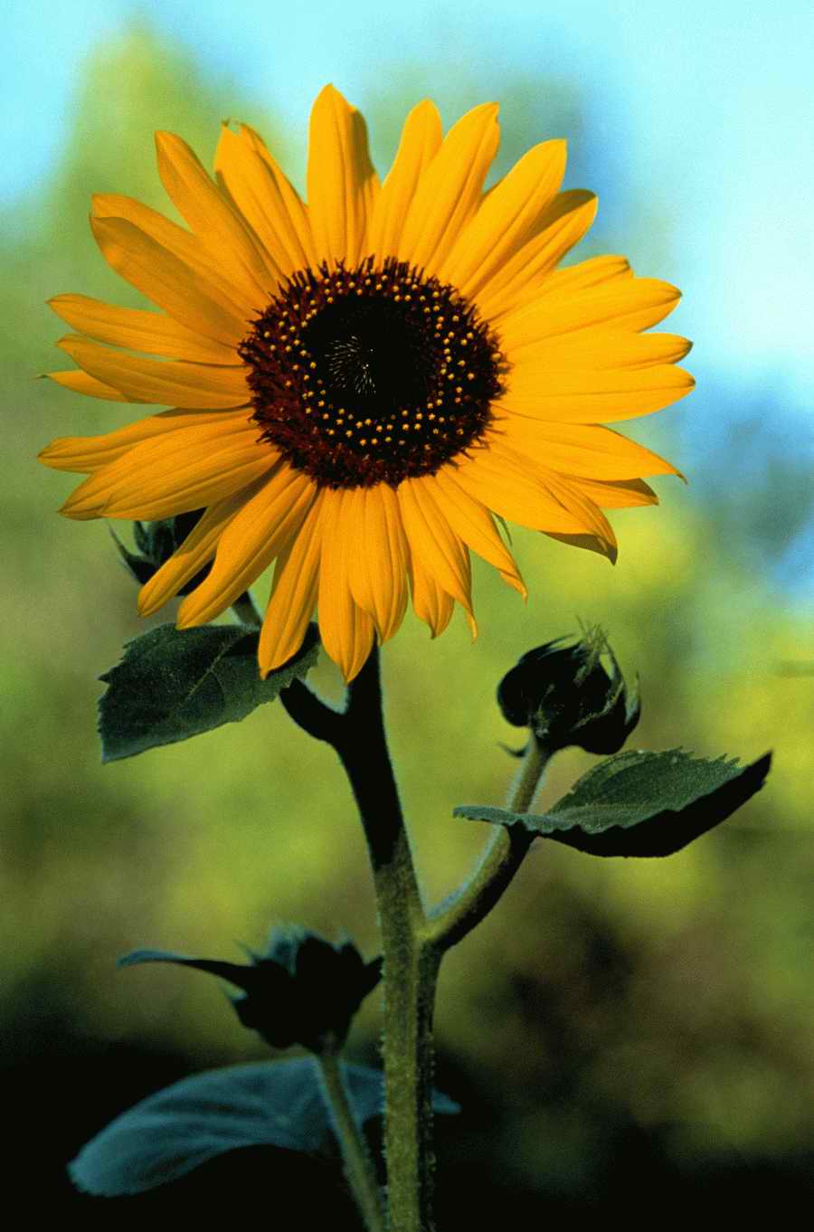 Holidays, Celebrations & Seasons - Photodisc ></a>
<script language=JavaScript> 
  var txt = 