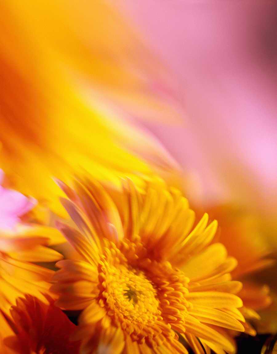 Holidays, Celebrations & Seasons - Photodisc ></a>
<script language=JavaScript> 
  var txt = 