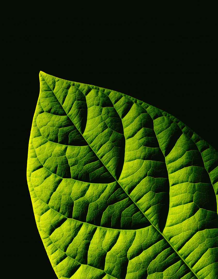 Holidays, Celebrations & Seasons - Photodisc ></a>
<script language=JavaScript> 
  var txt = 