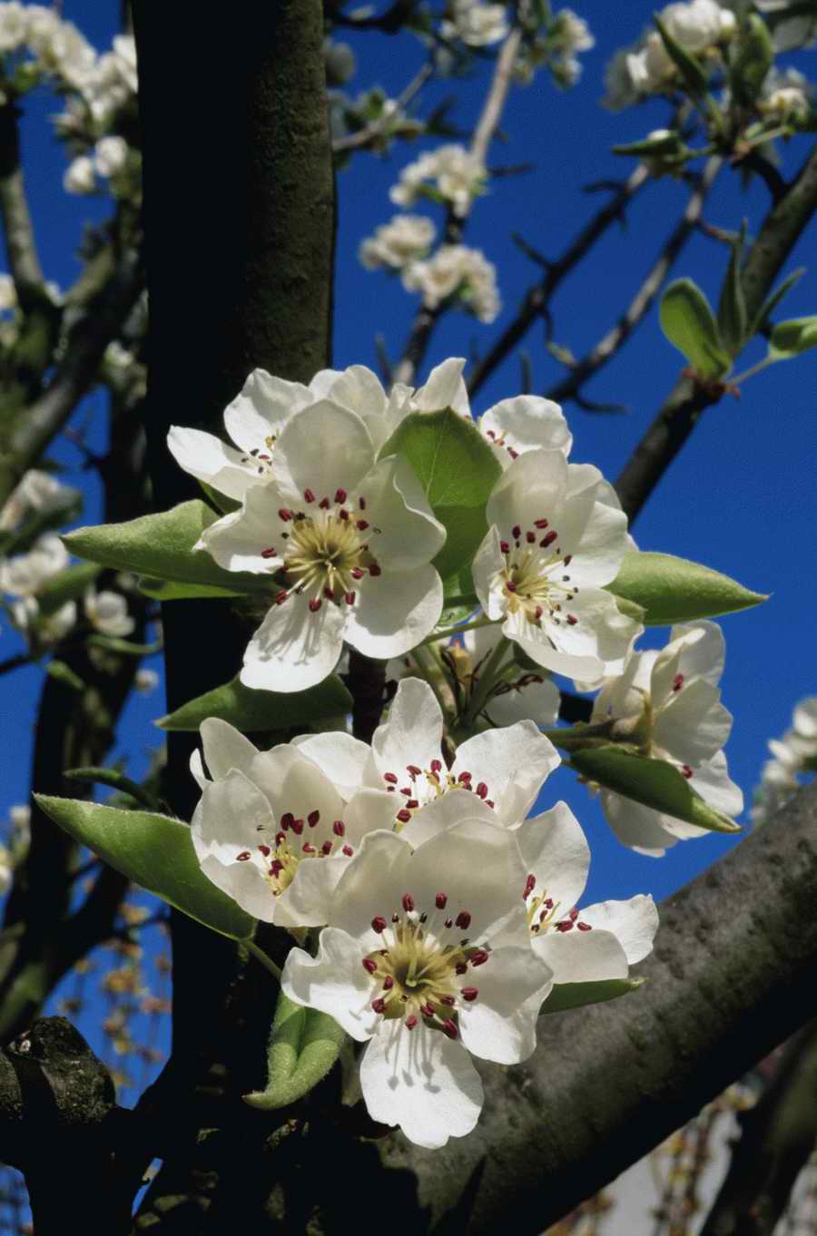 Holidays, Celebrations & Seasons - Photodisc ></a>
<script language=JavaScript> 
  var txt = 