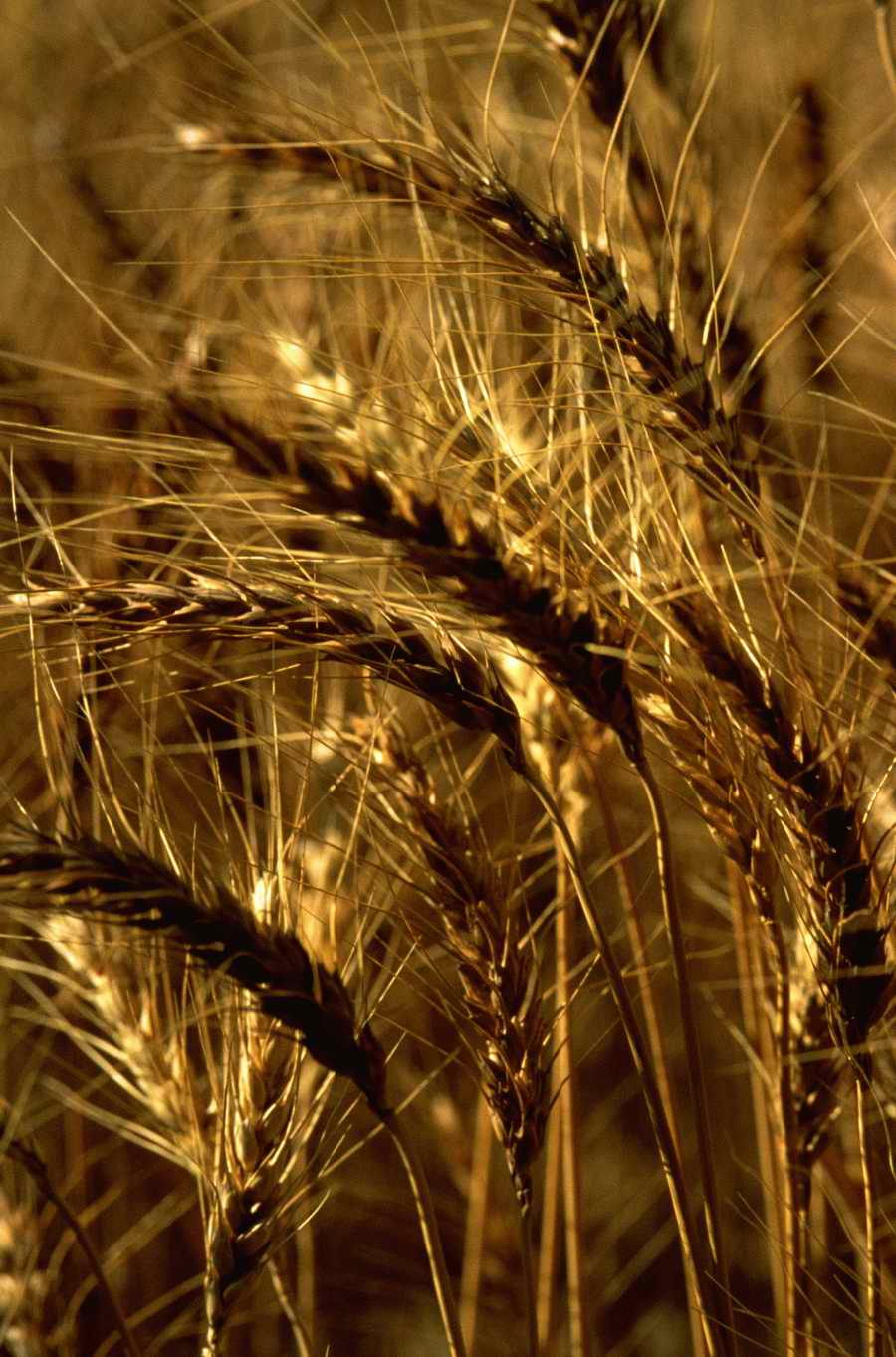 Holidays, Celebrations & Seasons - Photodisc ></a>
<script language=JavaScript> 
  var txt = 