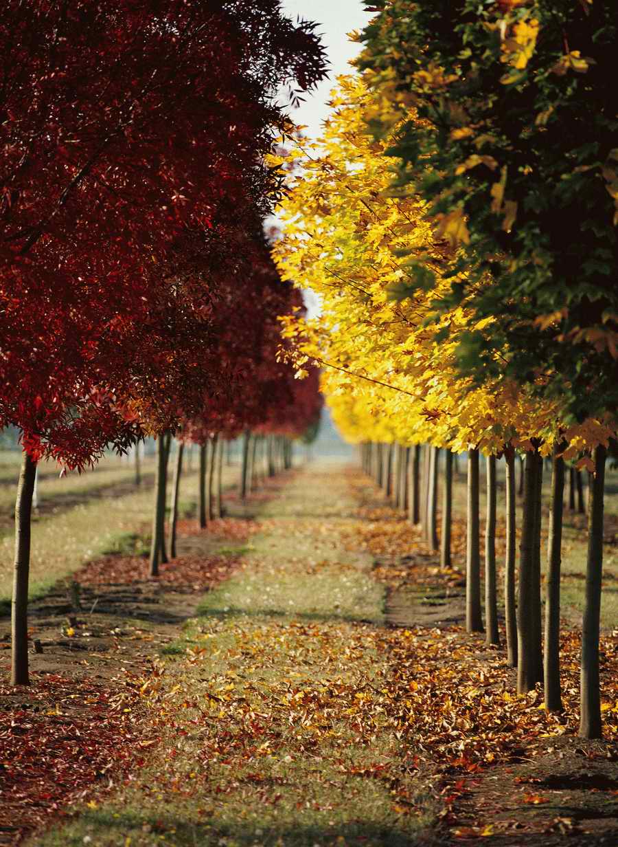 Holidays, Celebrations & Seasons - Photodisc ></a>
<script language=JavaScript> 
  var txt = 