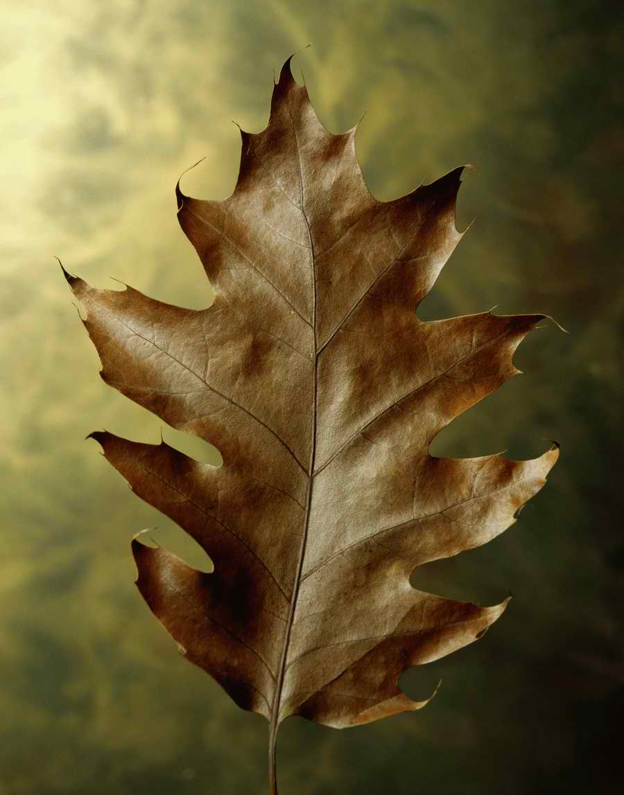 Holidays, Celebrations & Seasons - Photodisc ></a>
<script language=JavaScript> 
  var txt = 