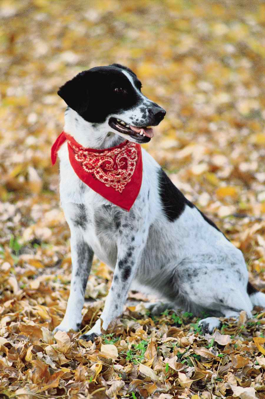 Holidays, Celebrations & Seasons - Photodisc ></a>
<script language=JavaScript> 
  var txt = 