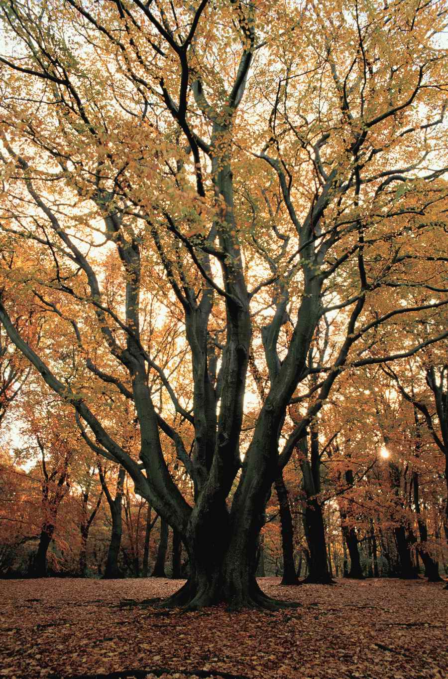 Holidays, Celebrations & Seasons - Photodisc ></a>
<script language=JavaScript> 
  var txt = 