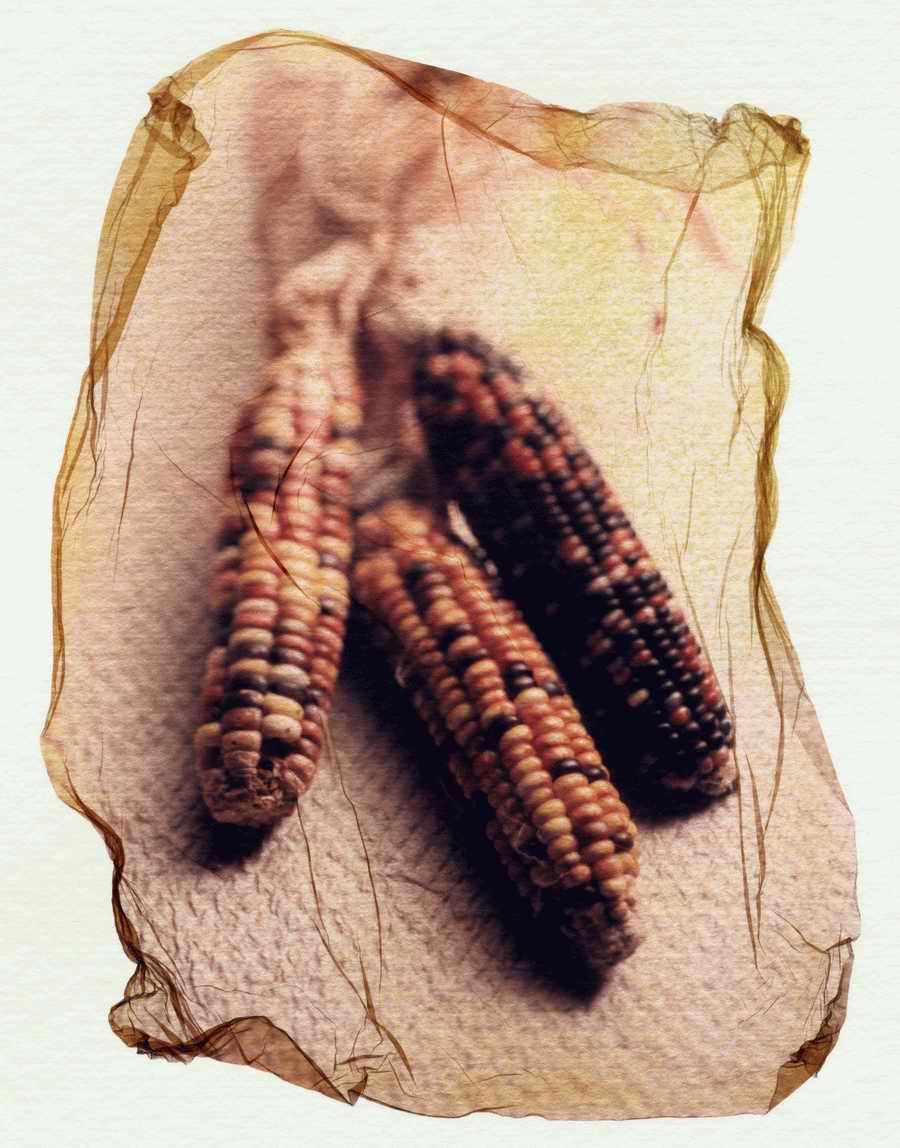 Holidays, Celebrations & Seasons - Photodisc ></a>
<script language=JavaScript> 
  var txt = 