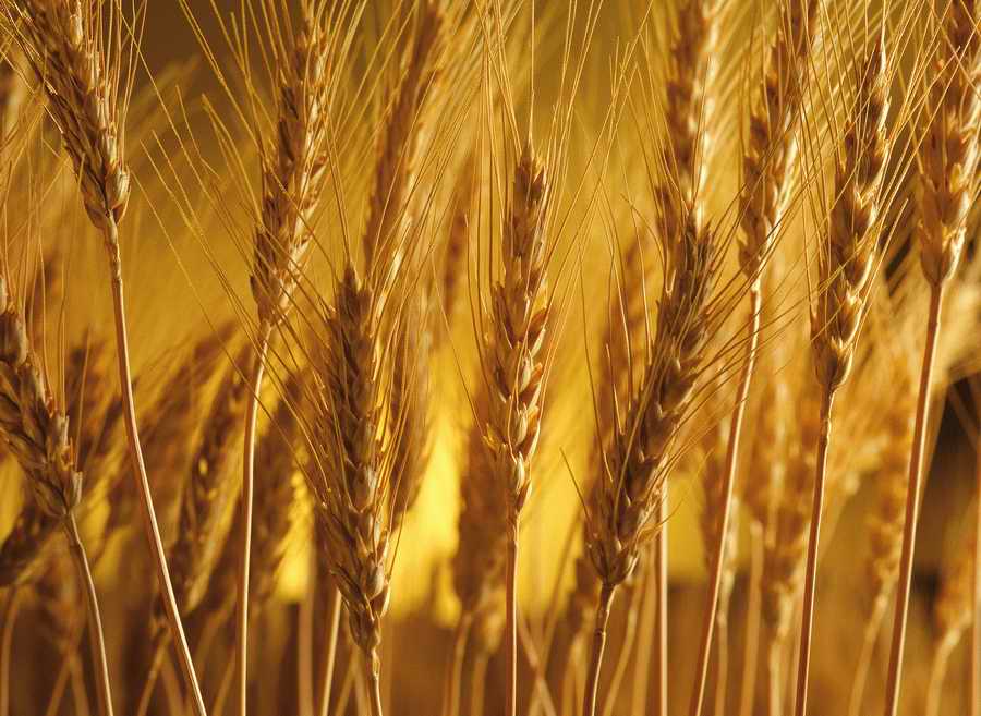 Holidays, Celebrations & Seasons - Photodisc ></a>
<script language=JavaScript> 
  var txt = 