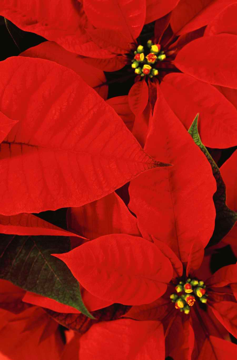 Holidays, Celebrations & Seasons - Photodisc ></a>
<script language=JavaScript> 
  var txt = 