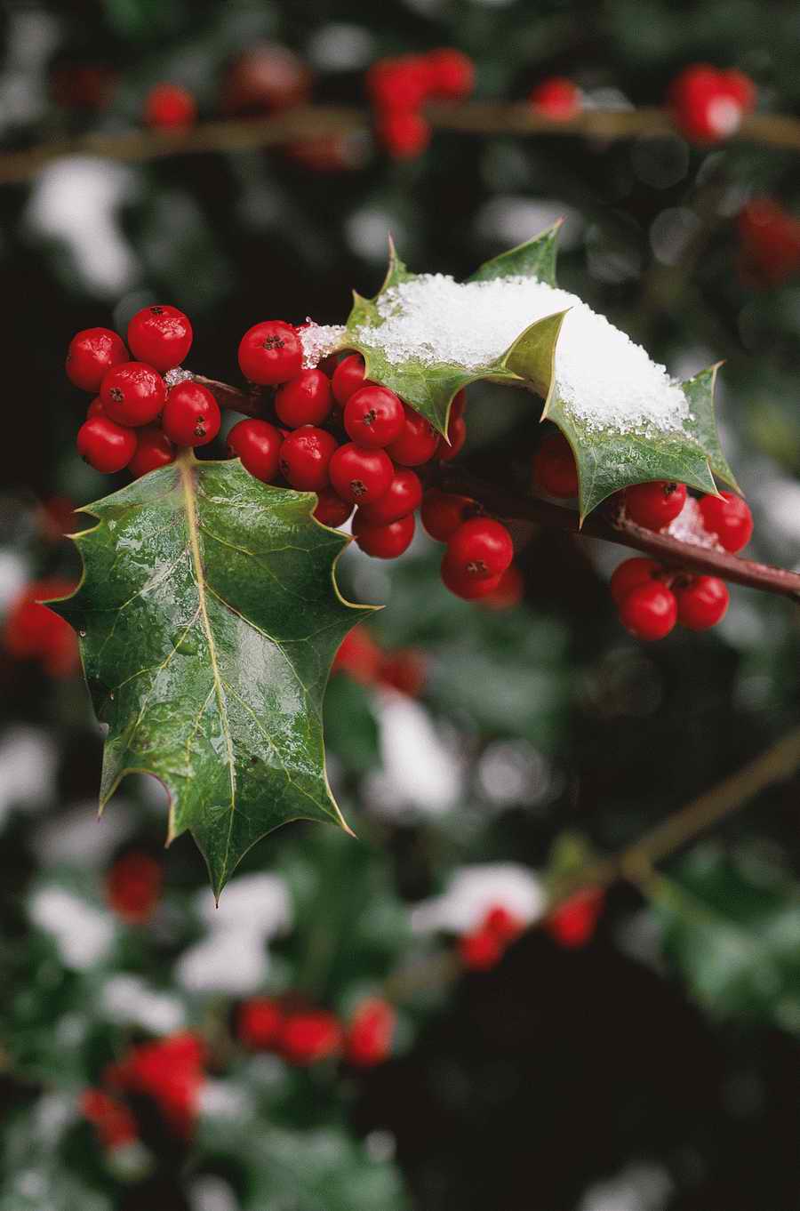 Holidays, Celebrations & Seasons - Photodisc ></a>
<script language=JavaScript> 
  var txt = 