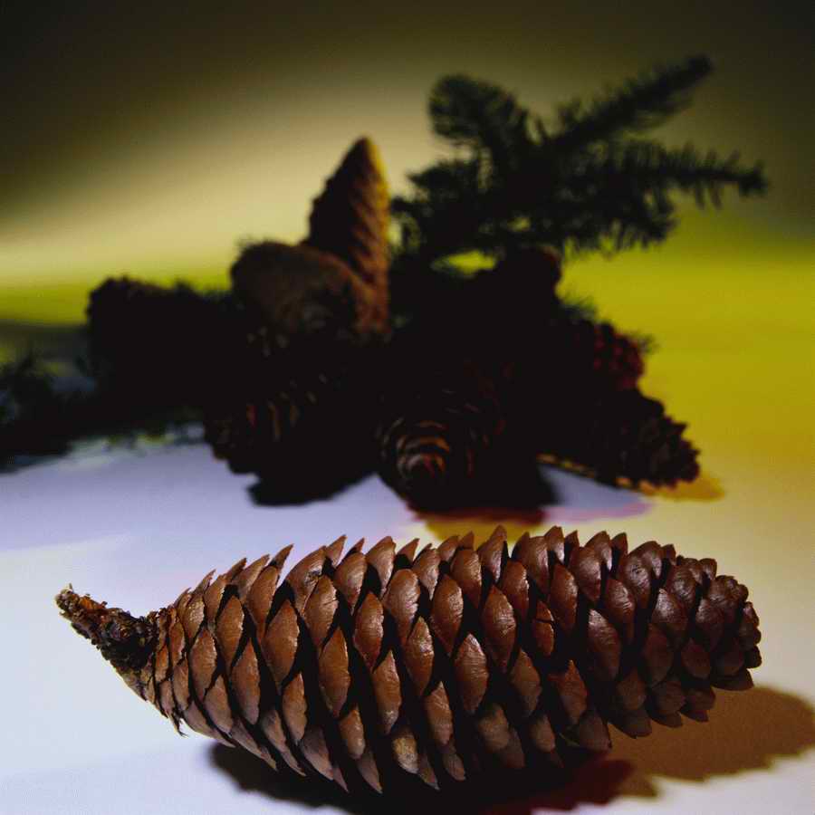 Holidays, Celebrations & Seasons - Photodisc ></a>
<script language=JavaScript> 
  var txt = 