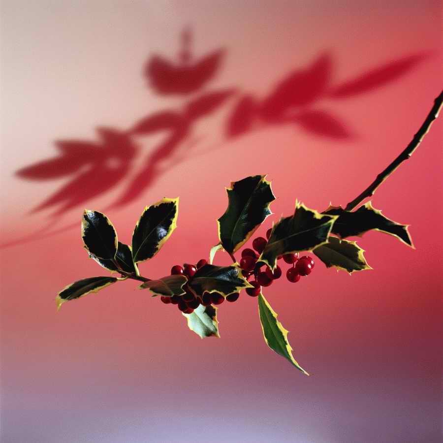 Holidays, Celebrations & Seasons - Photodisc ></a>
<script language=JavaScript> 
  var txt = 