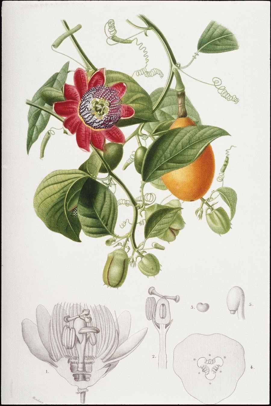 Italian Fine Art, Prints & Photographs - Photodisc ></a>
<script language=JavaScript> 
  var txt = 