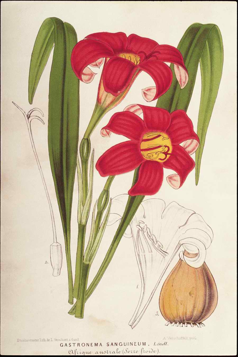 Italian Fine Art, Prints & Photographs - Photodisc ></a>
<script language=JavaScript> 
  var txt = 