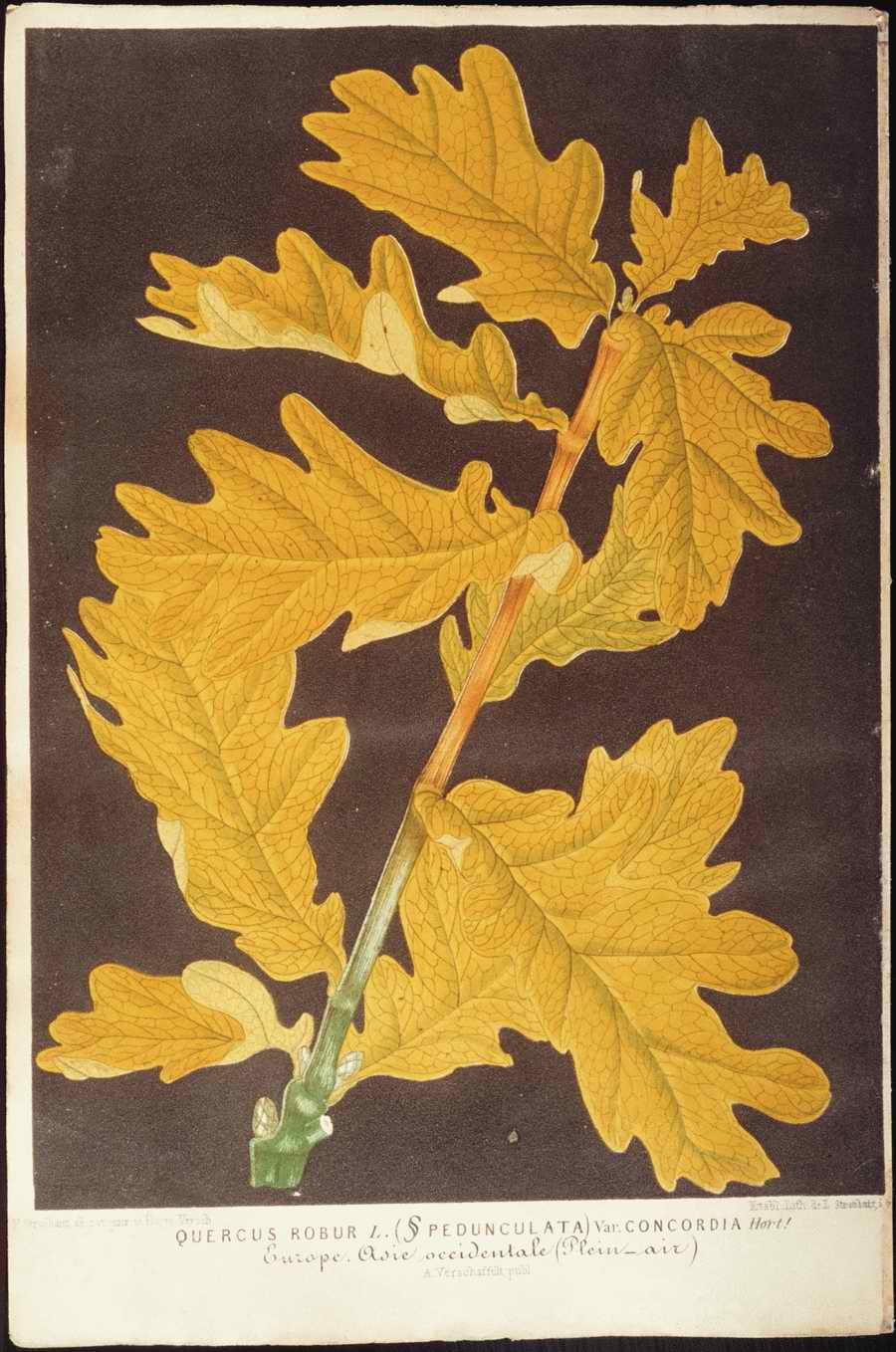 Italian Fine Art, Prints & Photographs - Photodisc ></a>
<script language=JavaScript> 
  var txt = 