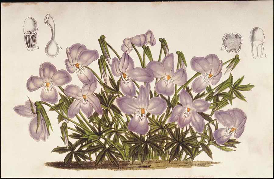 Italian Fine Art, Prints & Photographs - Photodisc ></a>
<script language=JavaScript> 
  var txt = 