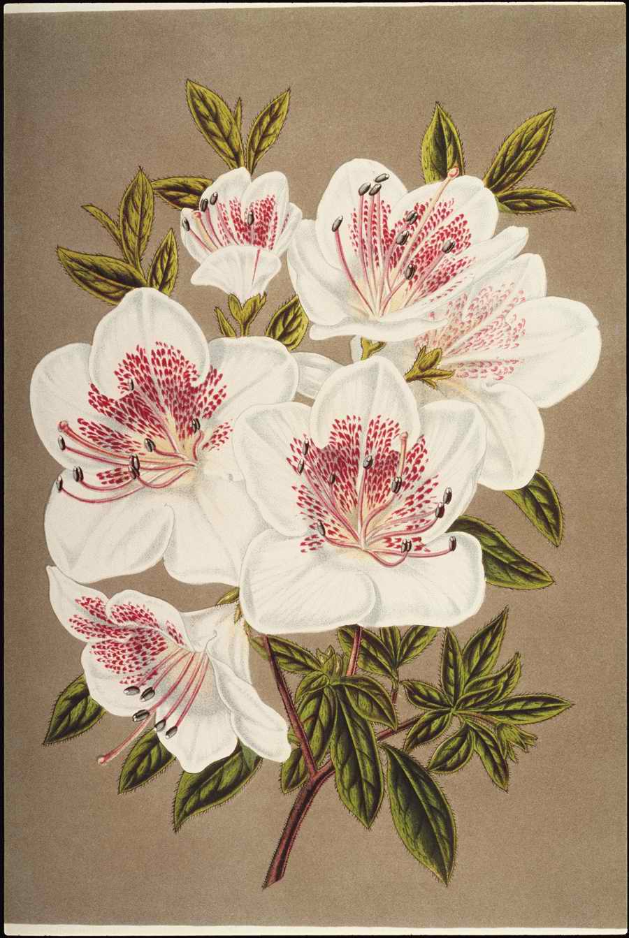 Italian Fine Art, Prints & Photographs - Photodisc ></a>
<script language=JavaScript> 
  var txt = 