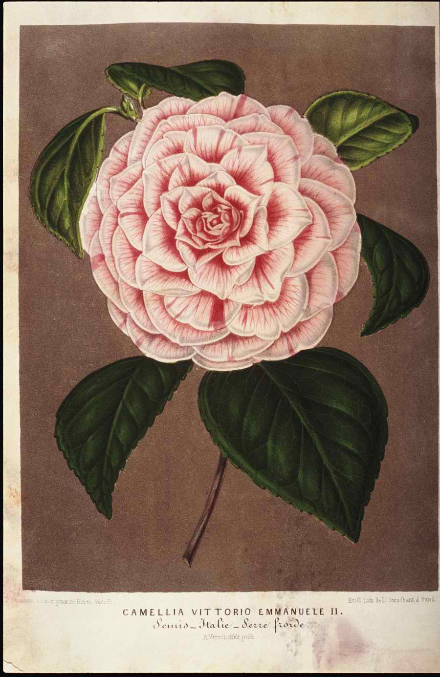 Italian Fine Art, Prints & Photographs - Photodisc ></a>
<script language=JavaScript> 
  var txt = 