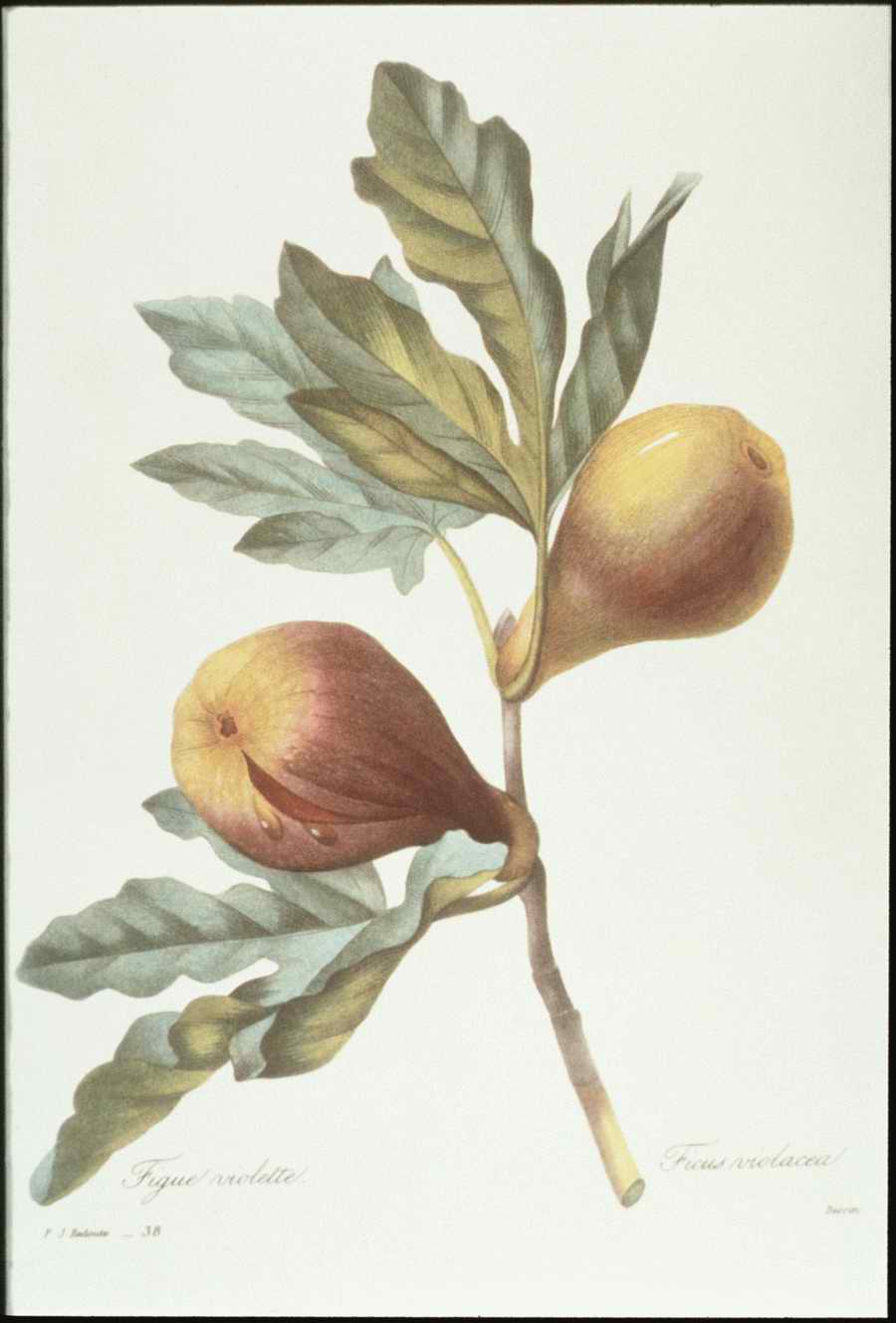 Italian Fine Art, Prints & Photographs - Photodisc ></a>
<script language=JavaScript> 
  var txt = 