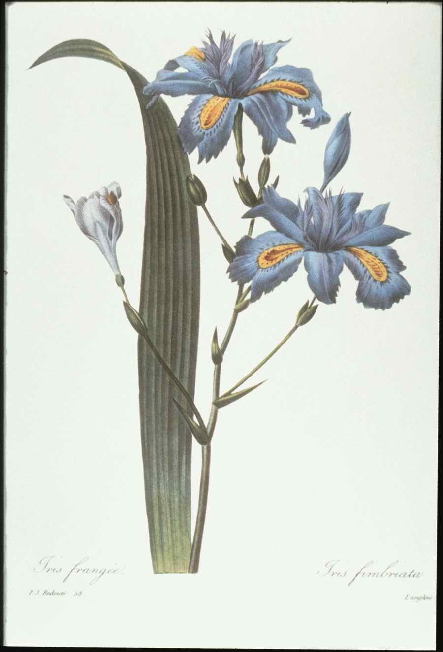 Italian Fine Art, Prints & Photographs - Photodisc ></a>
<script language=JavaScript> 
  var txt = 