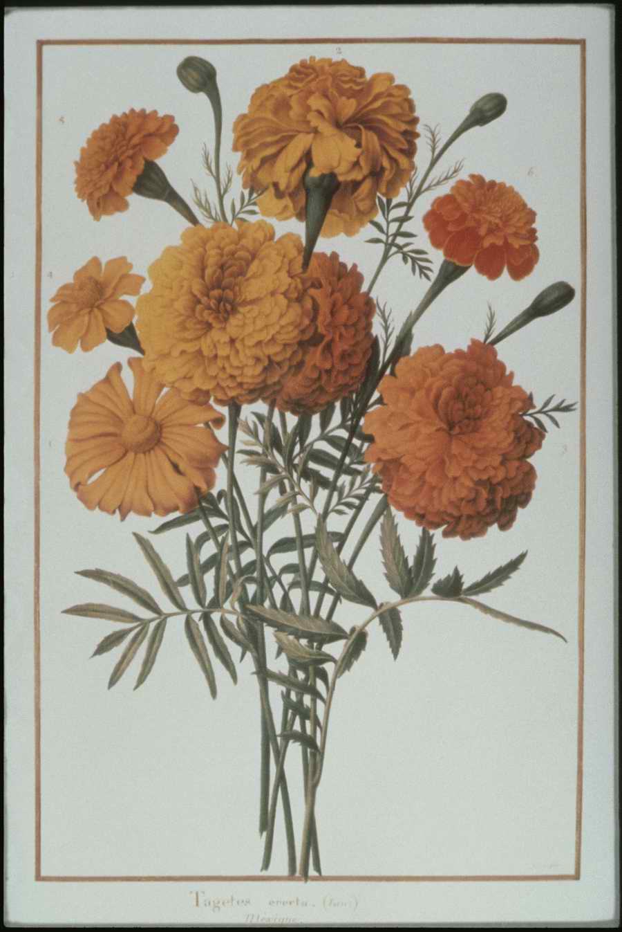 Italian Fine Art, Prints & Photographs - Photodisc ></a>
<script language=JavaScript> 
  var txt = 