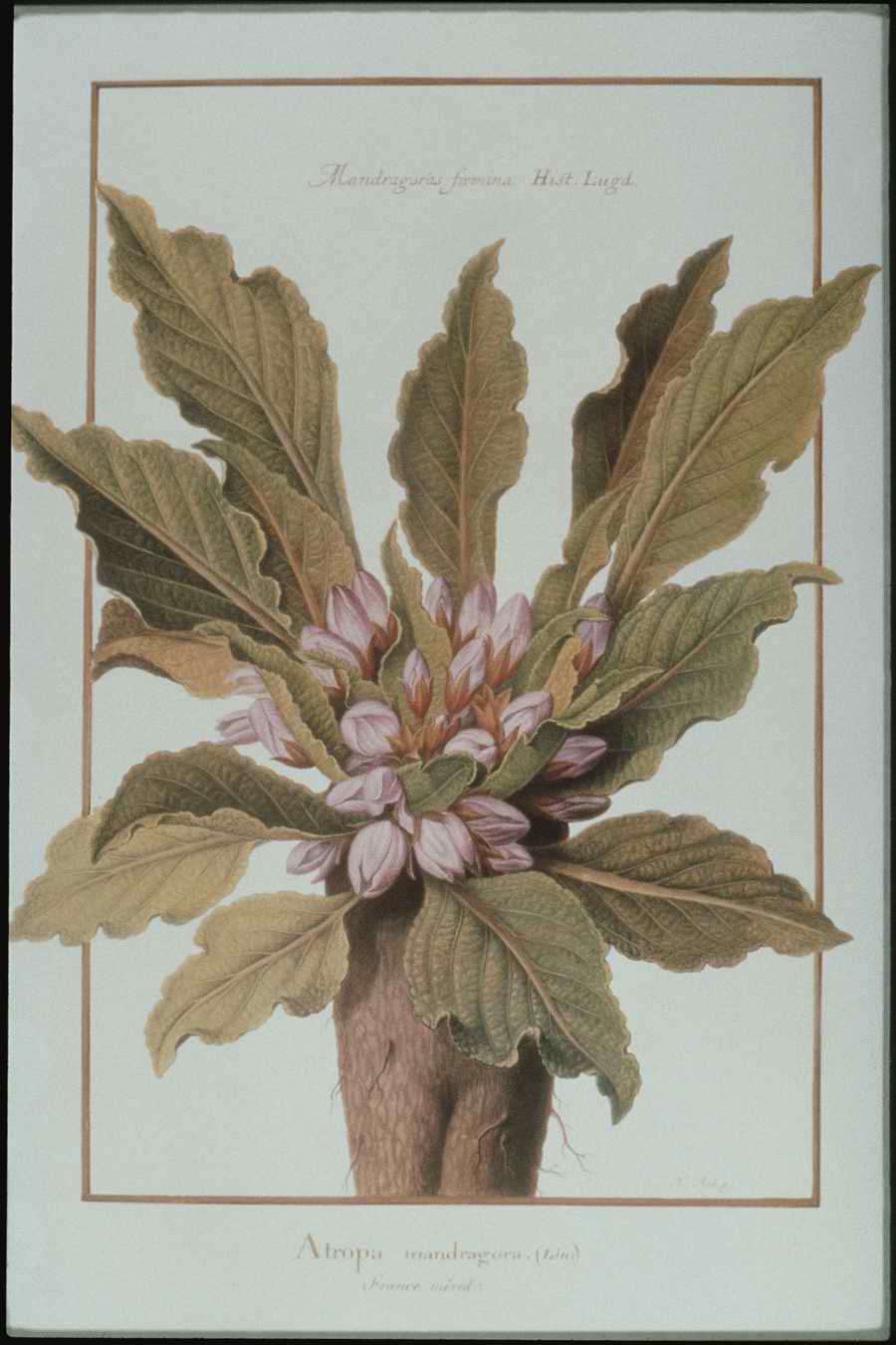 Italian Fine Art, Prints & Photographs - Photodisc ></a>
<script language=JavaScript> 
  var txt = 