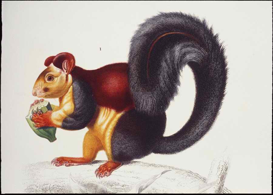 Italian Fine Art, Prints & Photographs - Photodisc ></a>
<script language=JavaScript> 
  var txt = 