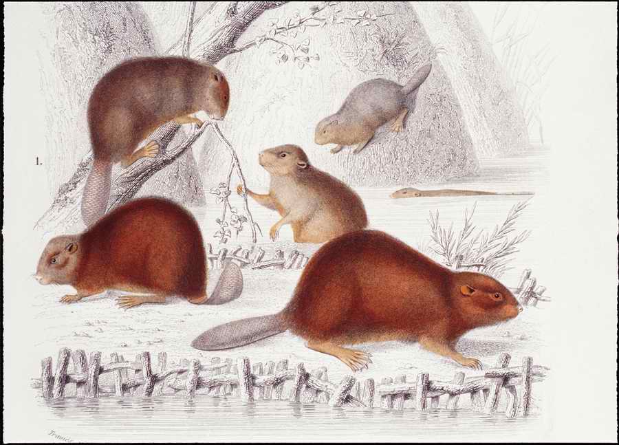 Italian Fine Art, Prints & Photographs - Photodisc ></a>
<script language=JavaScript> 
  var txt = 