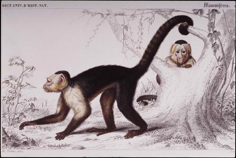 Italian Fine Art, Prints & Photographs - Photodisc ></a>
<script language=JavaScript> 
  var txt = 