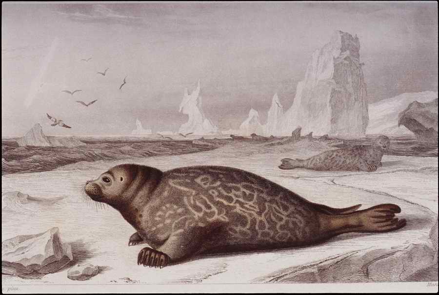 Italian Fine Art, Prints & Photographs - Photodisc ></a>
<script language=JavaScript> 
  var txt = 