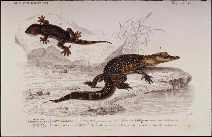 Italian Fine Art, Prints & Photographs - Photodisc ></a>
<script language=JavaScript> 
  var txt = 